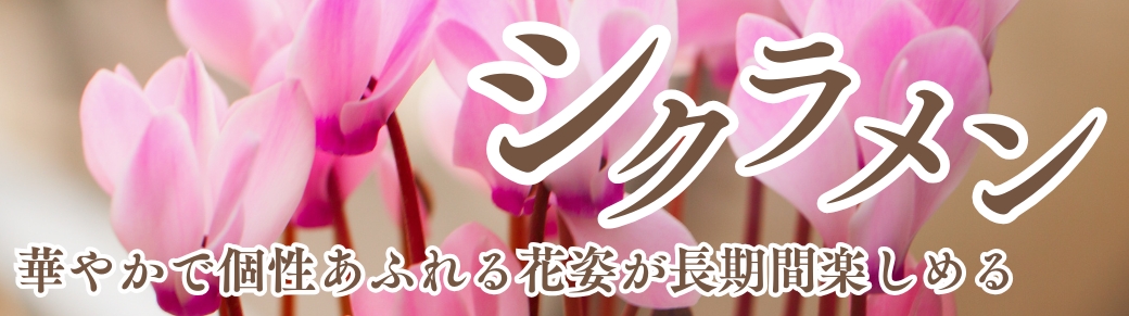 シクラメン苗